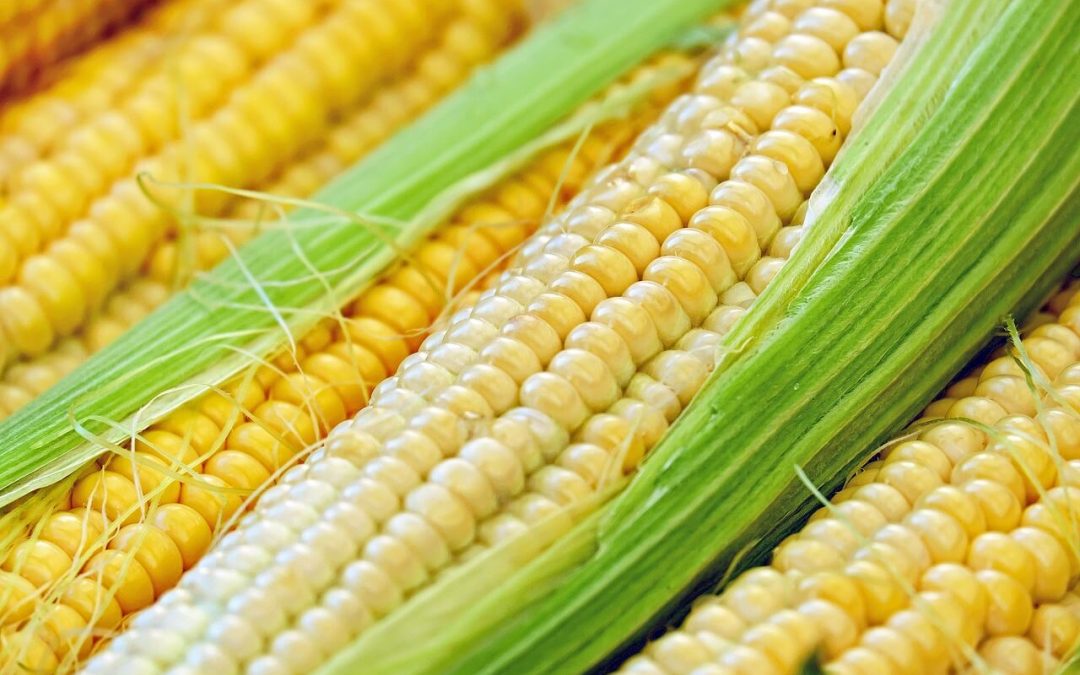 Így használd a kukoricát a szervezeted hűtésére kánikulában